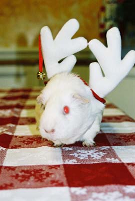 harveydeer