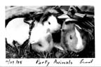 99_partyanimals